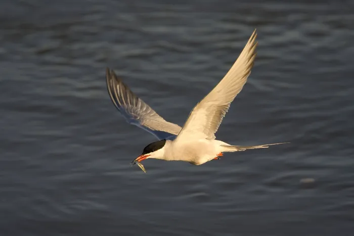 Framed Print : Visdief, Common Tern, Sterna hirundo Framed Print : Visdief, Common Tern, Sterna hirundo