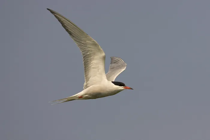 Framed Print : Visdief; Common Tern; Sterna hirundo