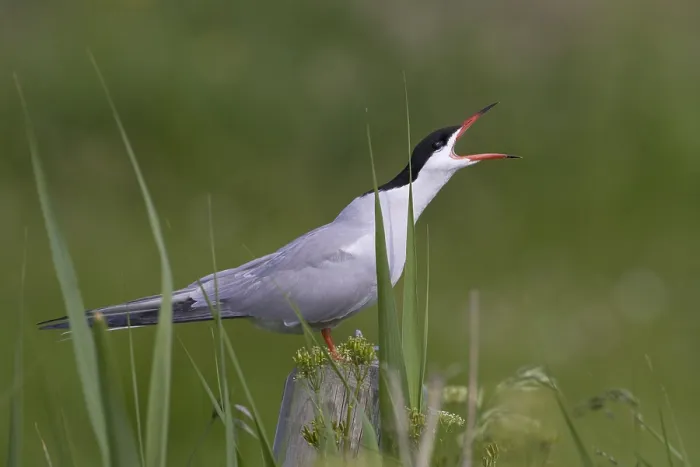 Framed Print : Visdief; Common Tern; Sterna hirundo