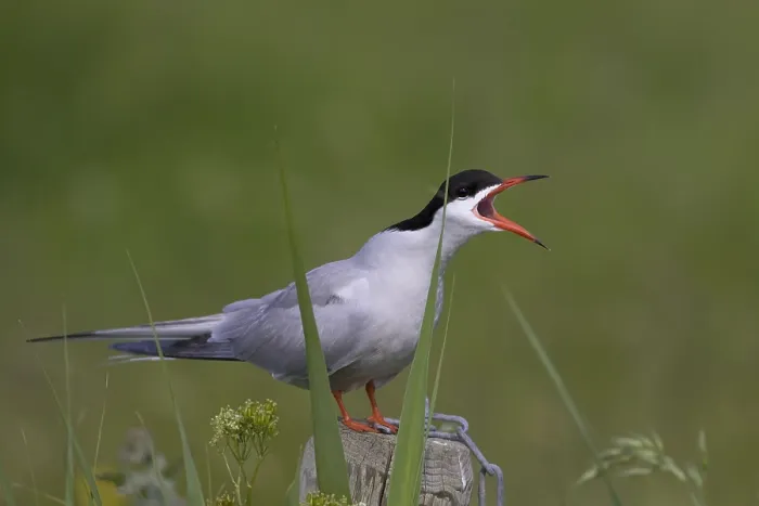 Framed Print : Visdief, Common Tern, Sterna hirundo