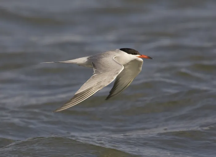 Framed Print : Visdief; Common tern; Sterna hirundo