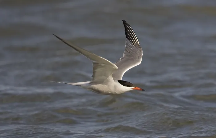 Framed Print : Visdief; Common tern; Sterna hirundo