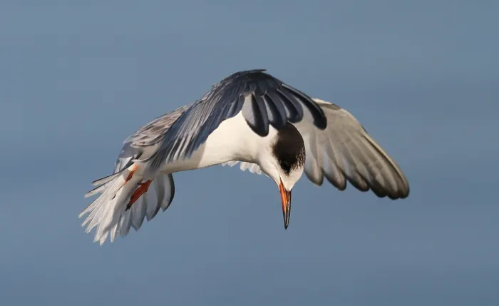 Framed Print : Visdief, Common Tern, Sterna hirundo