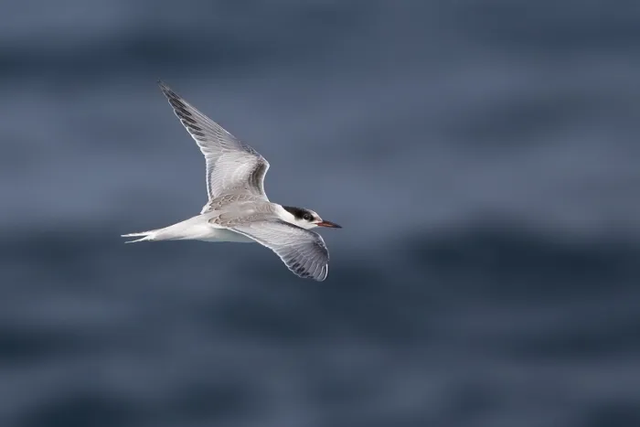 Framed Print : Visdief, Common Tern, Sterna hirundo