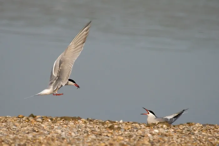 Framed Print : Visdief, Common Tern, Sterna hirundo