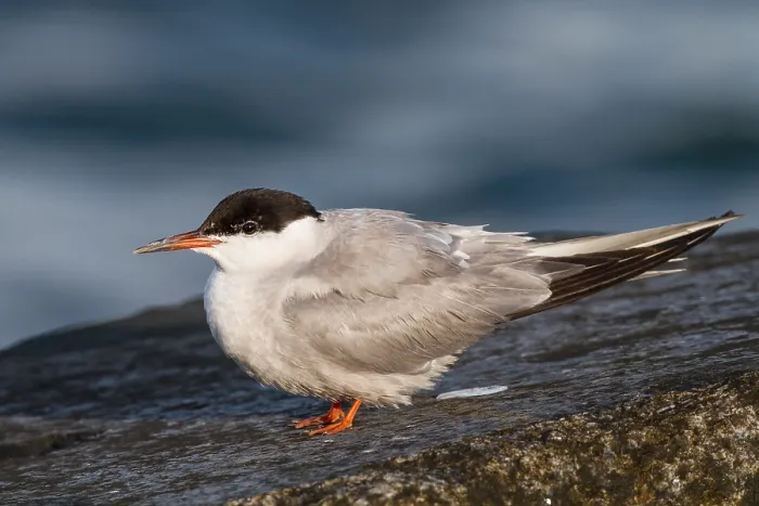 Framed Print : Visdief, Common Tern, Sterna hirundo