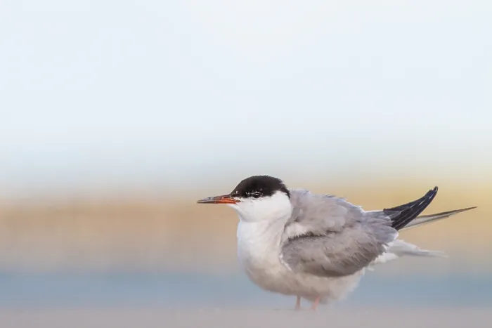 Framed Print : Visdief, Common Tern, Sterna hirundo