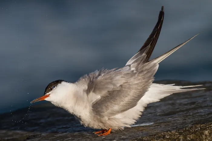 Framed Print : Visdief, Common Tern, Sterna hirundo