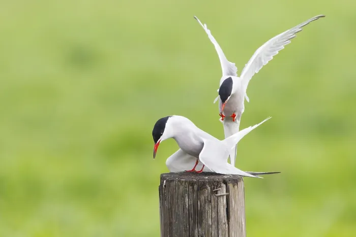 Framed Print : Visdief, Common Tern, Sterna hirundo
