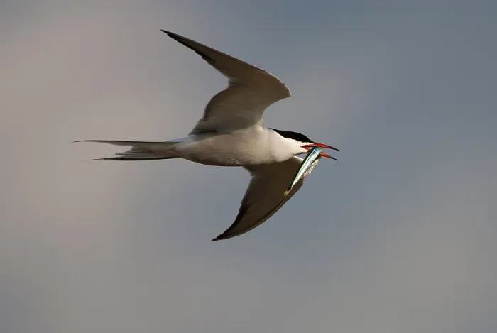 Framed Print : Visdief, Common Tern, Sterna hirundo