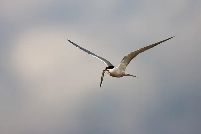 Framed Print : Visdief, Common Tern, Sterna hirundo