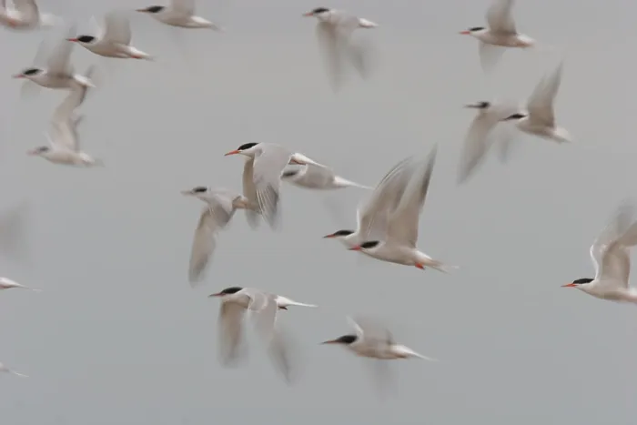 Framed Print : Visdief, Common Tern, Sterna hirundo