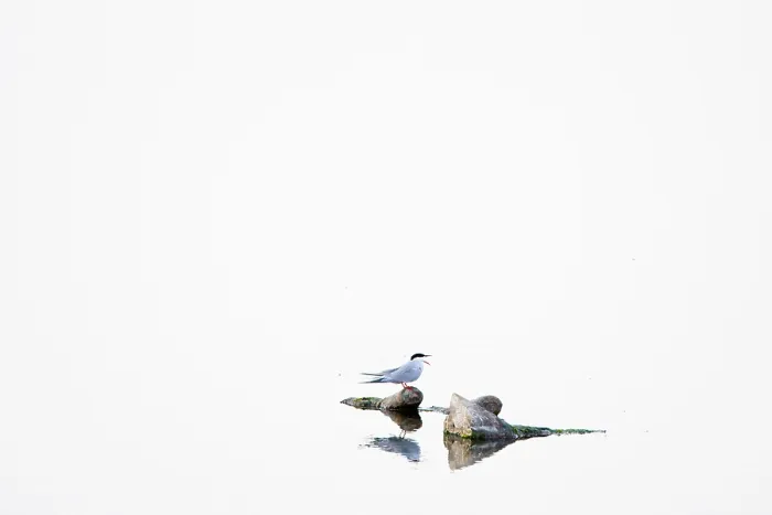 Framed Print : Visdief, Common Tern, Sterna hirundo