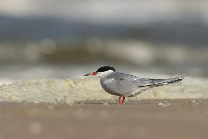 Framed Print : Visdief, Common Tern, Sterna hirundo