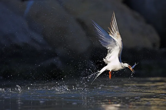 Framed Print : Visdief, Common Tern, Sterna hirundo Framed Print : Visdief, Common Tern, Sterna hirundo