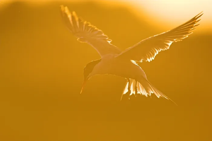 Framed Print : Visdief, Common Tern, Sterna hirundo