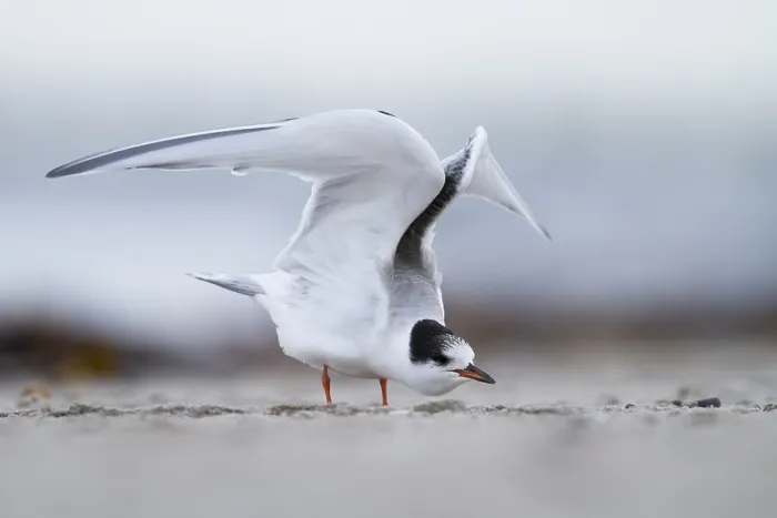 Framed Print : Visdief, Common Tern, Sterna hirundo