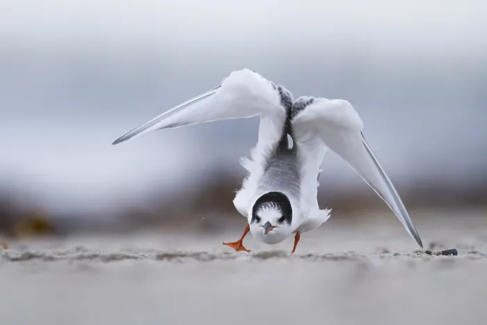 Framed Print : Visdief, Common Tern, Sterna hirundo