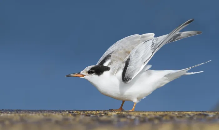 Framed Print : Visdief, Common Tern, Sterna hirundo
