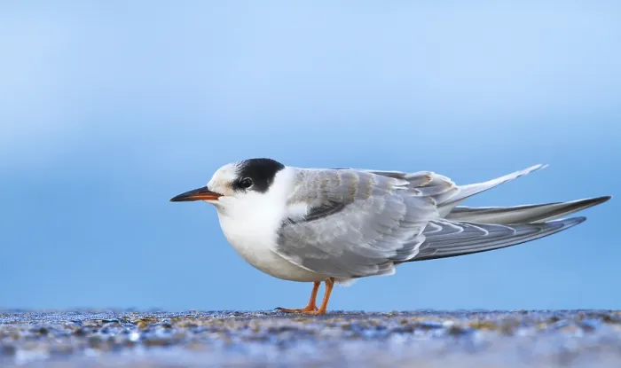 Framed Print : Visdief, Common Tern, Sterna hirundo