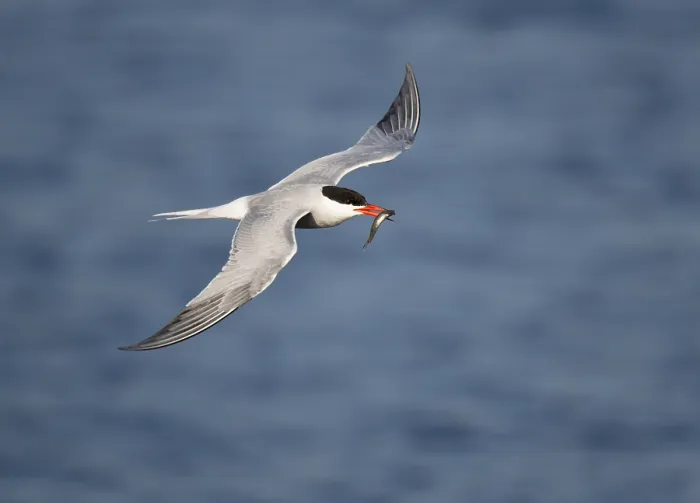 Framed Print : Visdief; Common Tern; Sterna hirundo