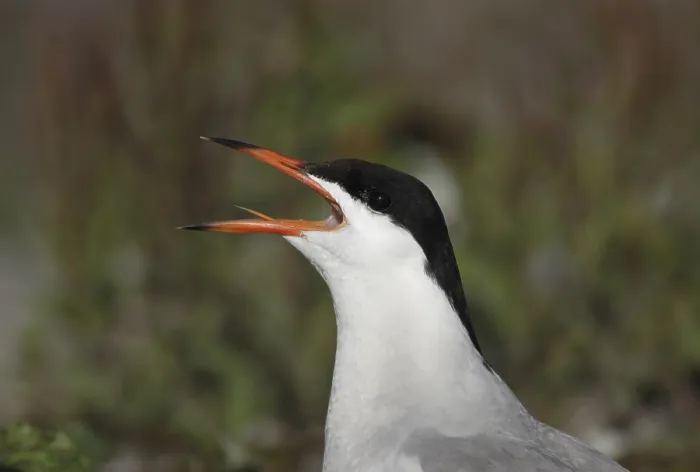 Framed Print : Visdief, Common Tern, Sterna hirundo