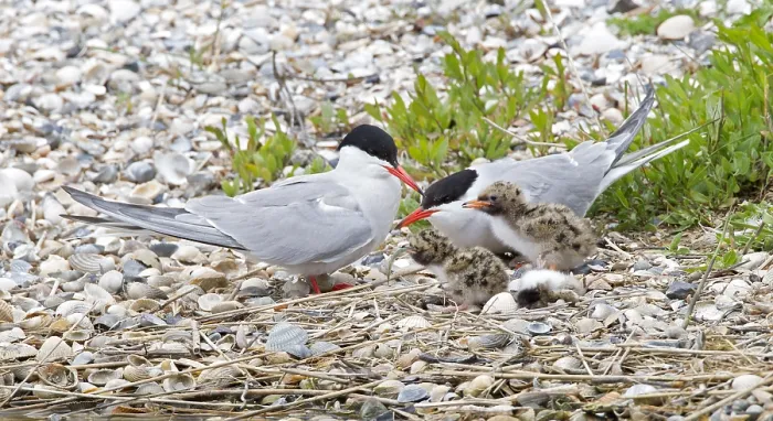 Framed Print : Visdief; Common Tern; Sterna hirundo