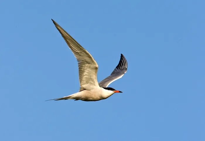 Framed Print : Visdief, Common Tern, Sterna hirundo Framed Print : Visdief, Common Tern, Sterna hirundo