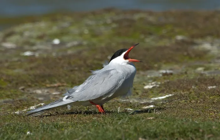 Framed Print : Visdief, Common Tern, Sterna hirundo