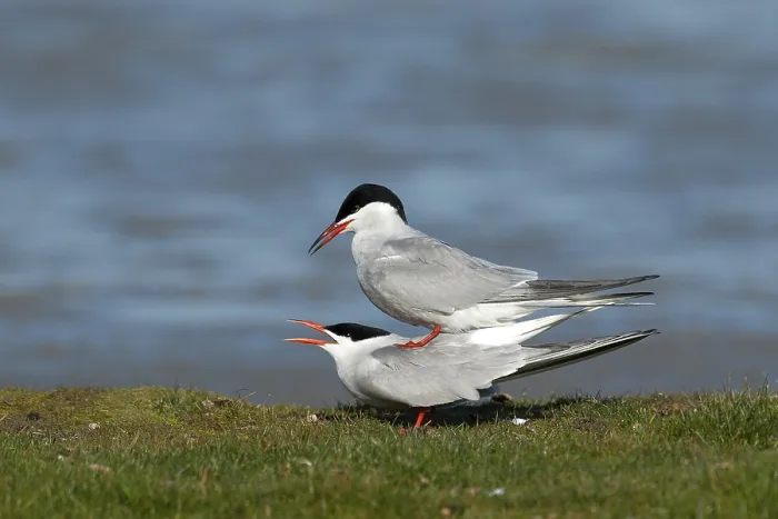 Framed Print : Visdief, Common Tern, Sterna hirundo