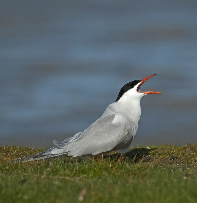 Framed Print : Visdief, Common Tern, Sterna hirundo Framed Print : Visdief, Common Tern, Sterna hirundo