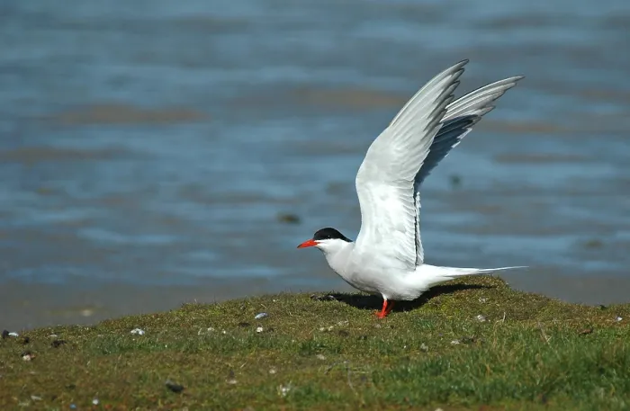 Framed Print : Visdief, Common Tern, Sterna hirundo