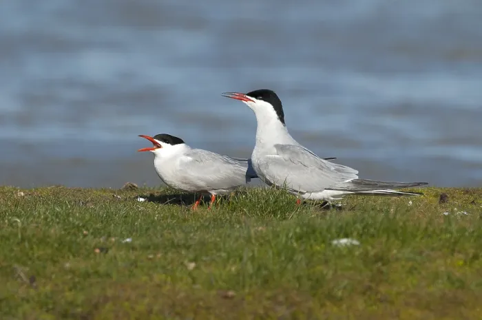 Framed Print : Visdief, Common Tern, Sterna hirundo
