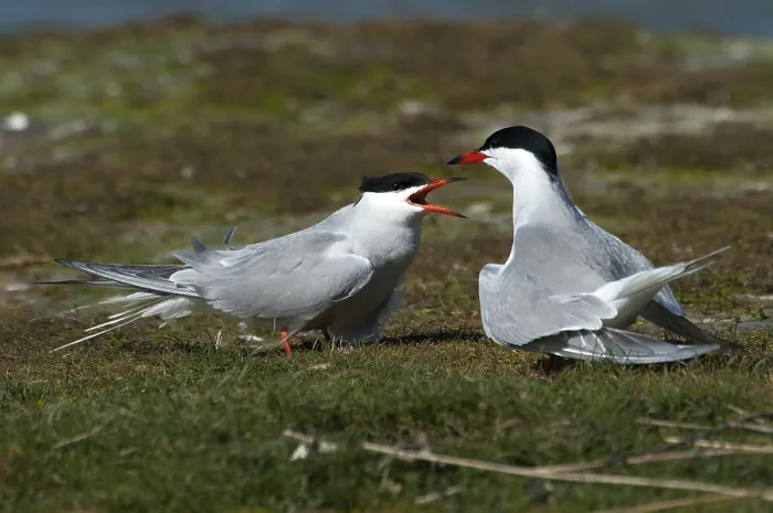 Framed Print : Visdief, Common Tern, Sterna hirundo Framed Print : Visdief, Common Tern, Sterna hirundo