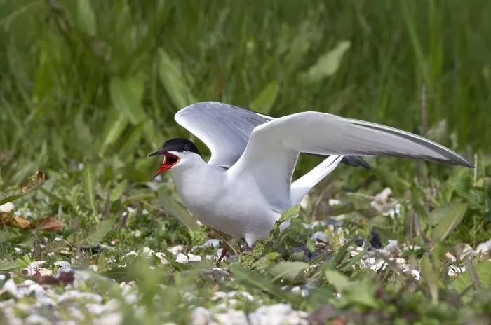 Framed Print : Visdief, Common Tern, Sterna hirundo