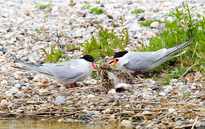 Framed Print : Visdief, Common Tern, Sterna hirundo