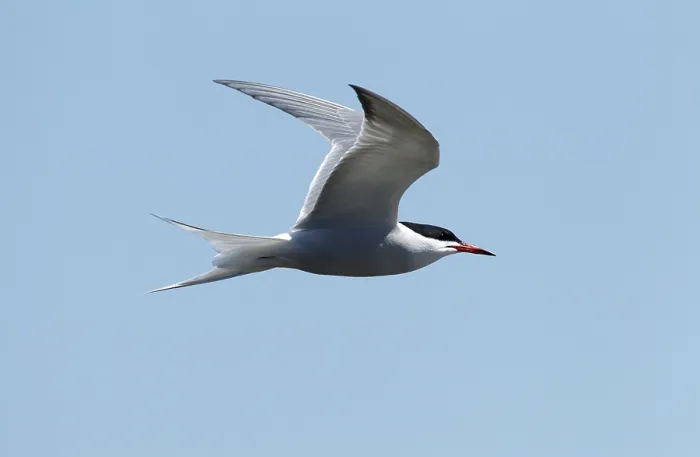 Framed Print : Visdief, Common Tern, Sterna hirundo