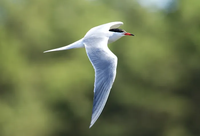Framed Print : Visdief, Common Tern, Sterna hirundo