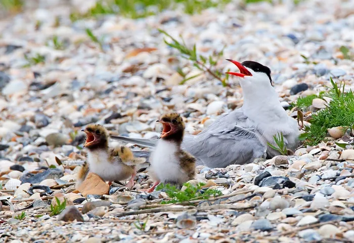 Framed Print : Visdief, Common Tern, Sterna hirundo