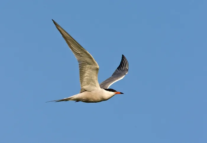 Framed Print : Visdief, Common Tern, Sterna hirundo