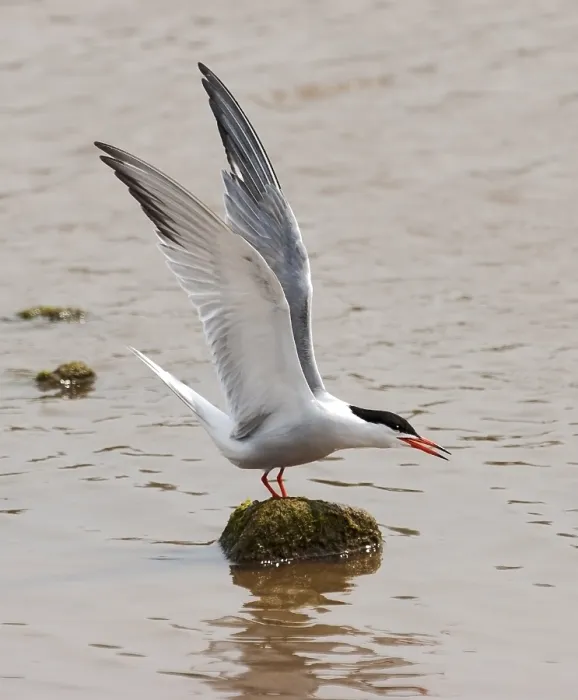 Framed Print : Visdief, Common Tern, Sterna hirundo