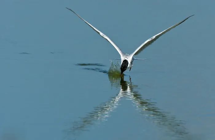 Framed Print : Visdief, Common Tern, Sterna hirundo