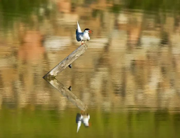 Framed Print : Visdief, Common Tern, Sterna hirundo