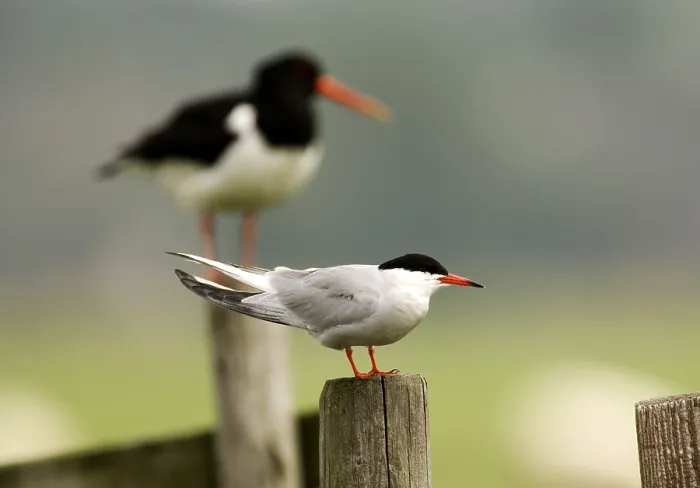 Framed Print : Visdief;Common Tern;Sterna hirundo; Framed Print : Visdief;Common Tern;Sterna hirundo;