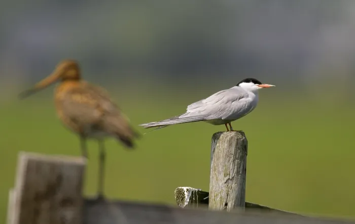 Framed Print : Visdief;Common Tern;Sterna hirundo; Framed Print : Visdief;Common Tern;Sterna hirundo;