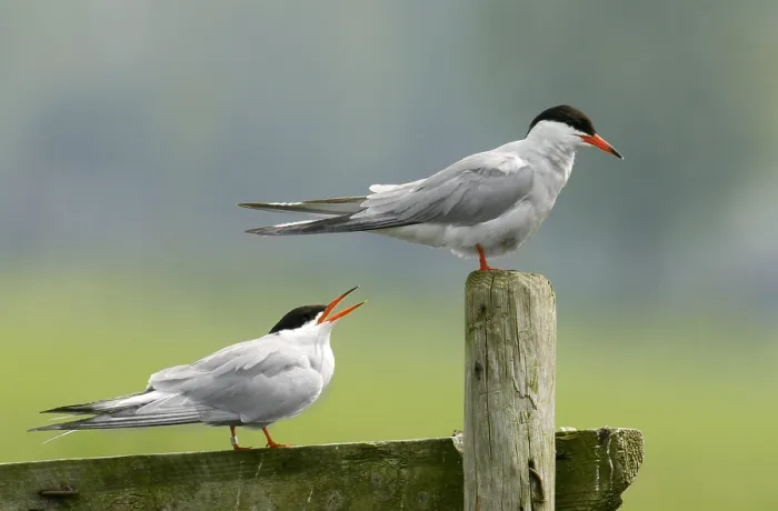 Framed Print : Visdief;Common Tern;Sterna hirundo;