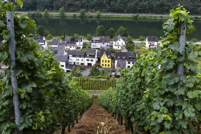 Framed Print : Viticulture landscape