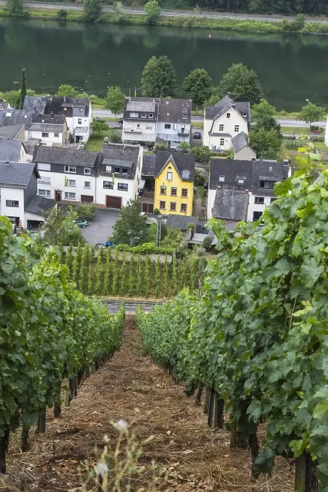 Framed Print : Viticulture landscape