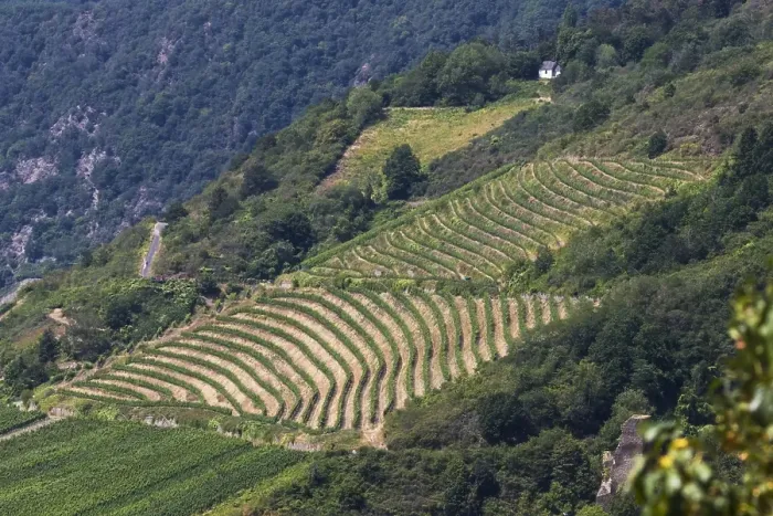 Framed Print : Viticulture landscape