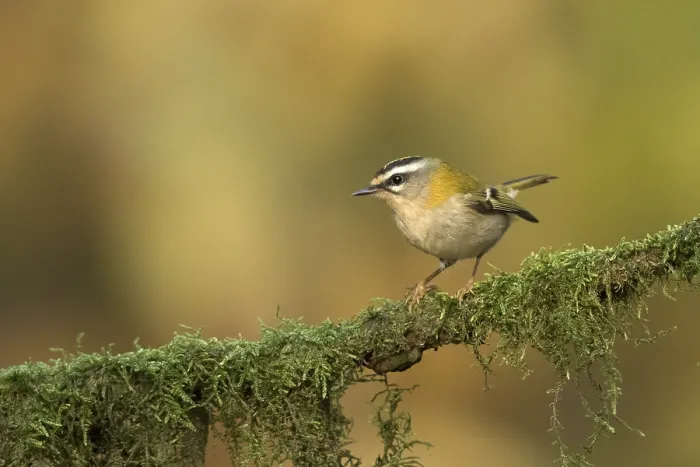 Framed Print : vuurgoudhaan; firecrest; regulus ignicapilla; Framed Print : vuurgoudhaan; firecrest; regulus ignicapilla;